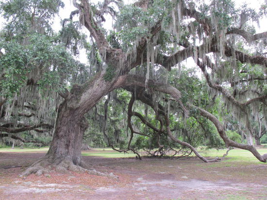 Eine der vielen schönen Eichen im Park