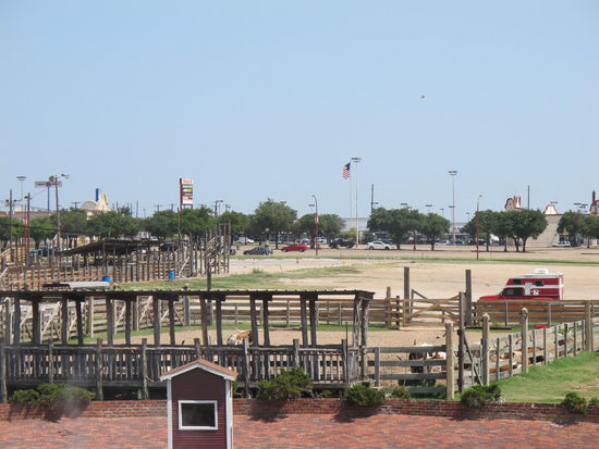 Dahinten ruhen sich die Longhorns aus