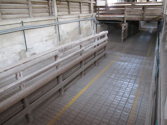 Die "Ubahn" der Schafe und Schweine