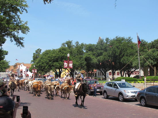 Die Longhorns kommen