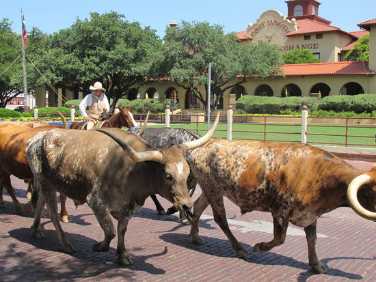 Sind schon rießig deren Hörner