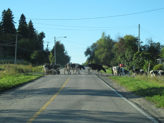 Auf einmal überquerten Kühe die Straße...
