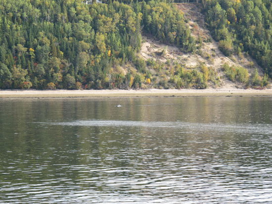 Kaum zu erkennen, aber kurz vorm Strand ist ein dunkler, glänzender Punkt zu sehen, dies war der Schweinswal