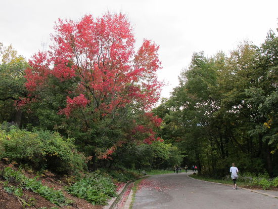 Indian summer am Mont-Royal