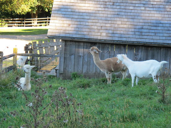 ...Lamas und Ziegen...