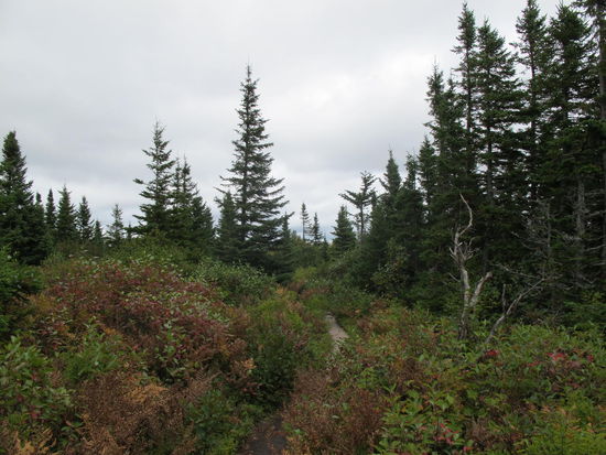 Cape Smokey Provincial Park (Weg zum Stanley Point)