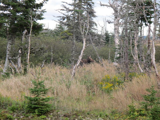 In der Mitte leider kaum zu erkennen ein Moose