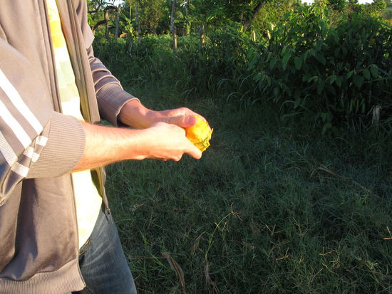 Sehr leckere und saftige Mango
