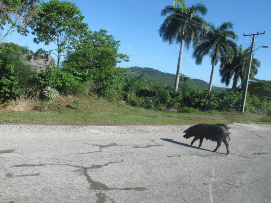 Kreuzende Schweine