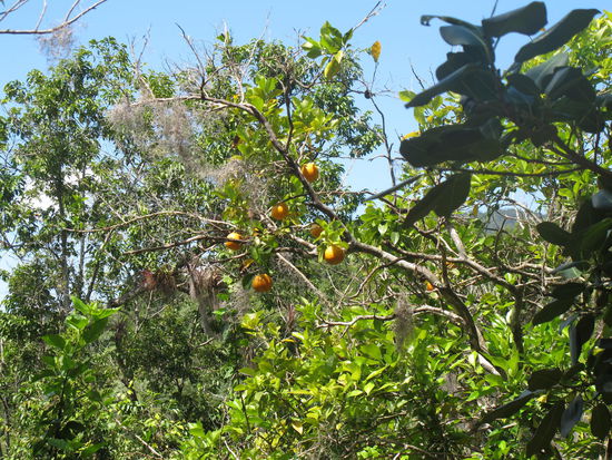 Obst hatten sie direkt vom Baum