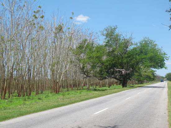 dito