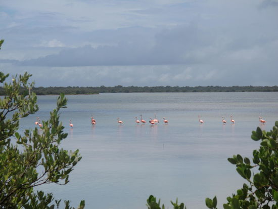 Ein ganzer Schwarm Flamingos