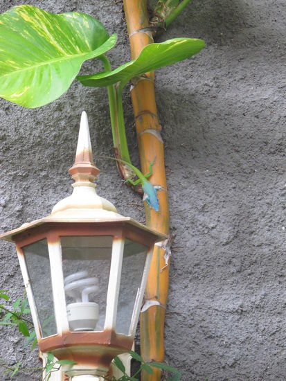 Kleiner Mitbewohner im Innenhof der Casa