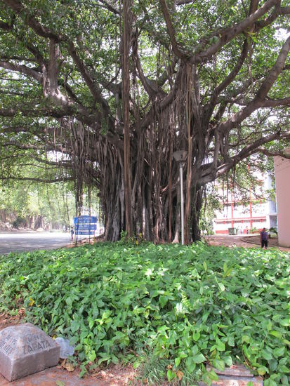 Mächtiger Baum mitten in Havanna