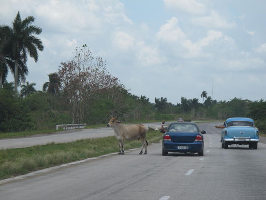 Wahnsinn!! Kühe überqueren die Autopista