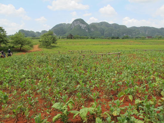 Wieder ein schöner Blick übers Valle de Vinales