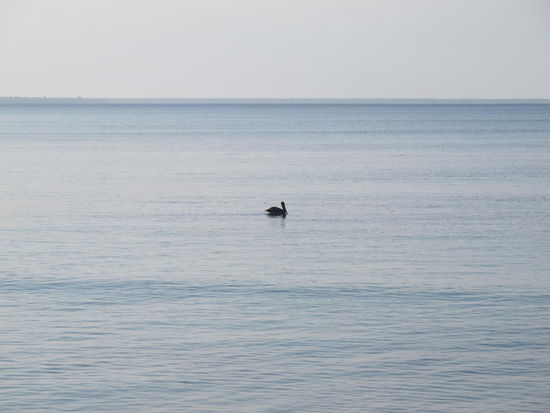 Ein einsamer Pelikan in der Bucht