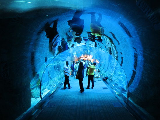 Im Dubai Aquarium
