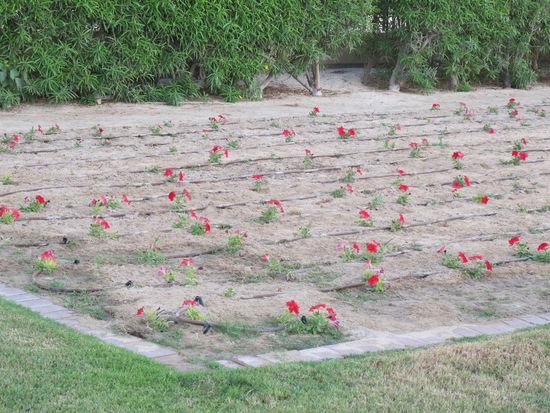 So wird hier für Begrünung gesorgt