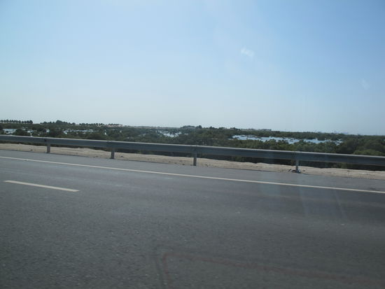 Mangroven auf dem Weg zur Yas Island