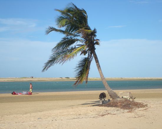 Wilde Esel am Strand, die zwei links nicht ganz so wild