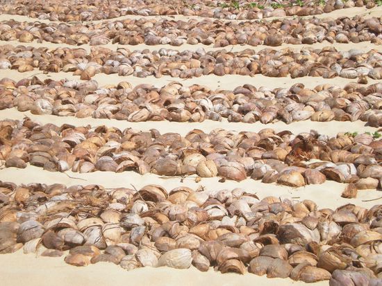 Kokosfeld zur Dünenbefestigung