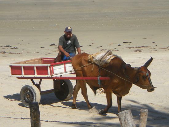 Ochsenkarren in Icarazinho