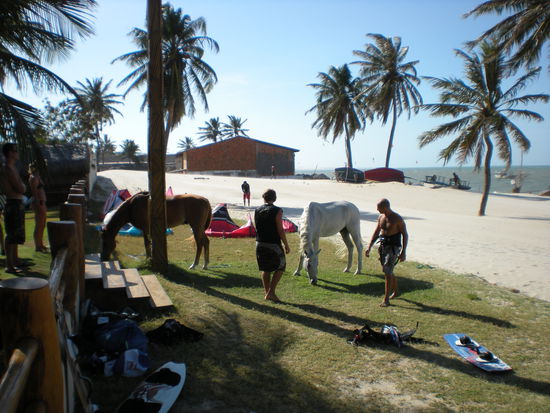 Pferde am Kitestrand Duro Beach