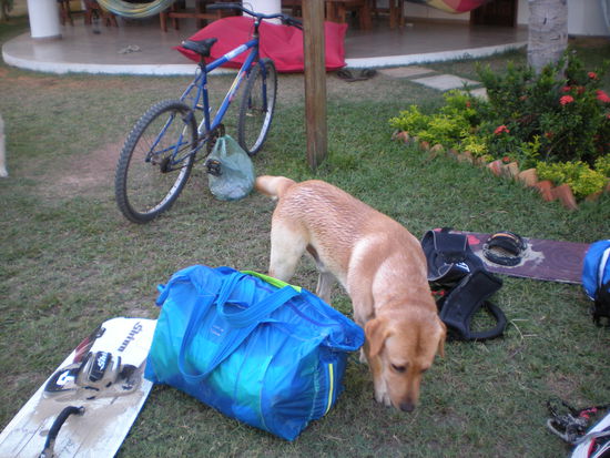 Bob schnüffelt, wo er pinklen kann