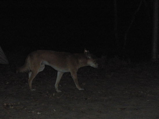 Dingo, bei unserem Camp.