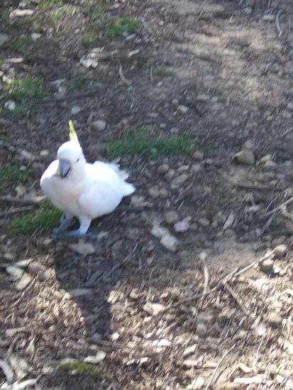 Lustige Voegel an unserem letzten Abend im National Park..