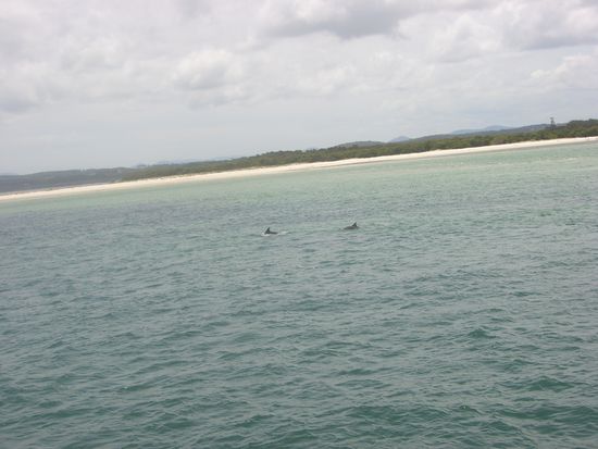 Nelson Bay - Flipper...Na wo sind se denn?