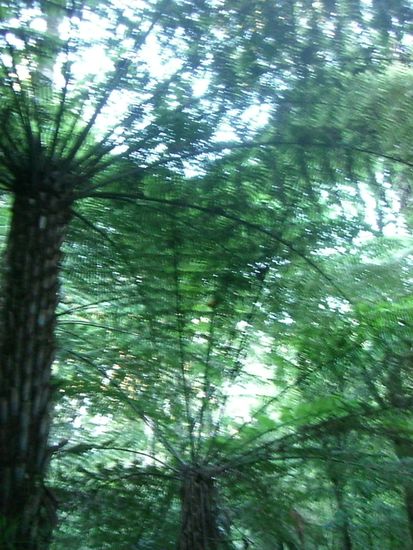 Ancient Kauri Forest - Erste Stop auf meiner "Cape Reinga Tour 14.03.09"