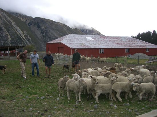 Unser Besuch auf der sheep farm... Lustig war's...