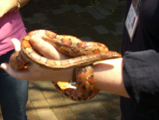 Ya meine erste Schlange.. Fuehlen sich echt gut an..