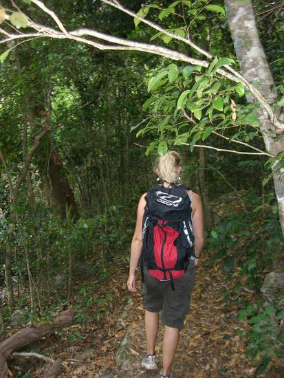 Bushwalk 8 km.. Mitten durch den Regenwald