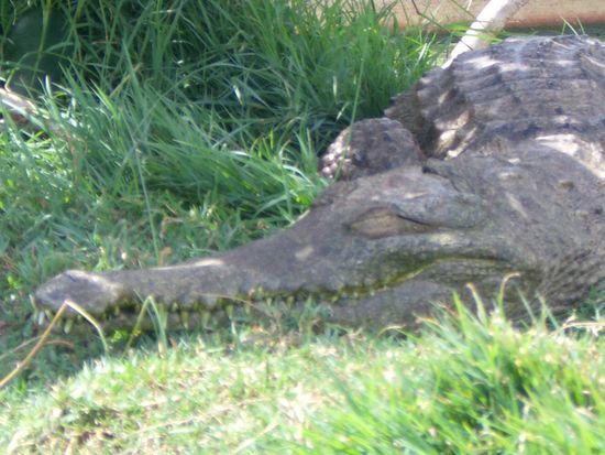 Schlafend sehen die Croc's ja ganz lieb aus..