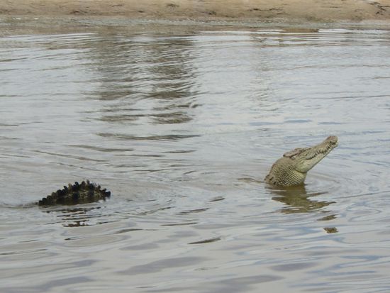 Lustige Tierchen.. Fuehlt sich wohl wie ein Drache..