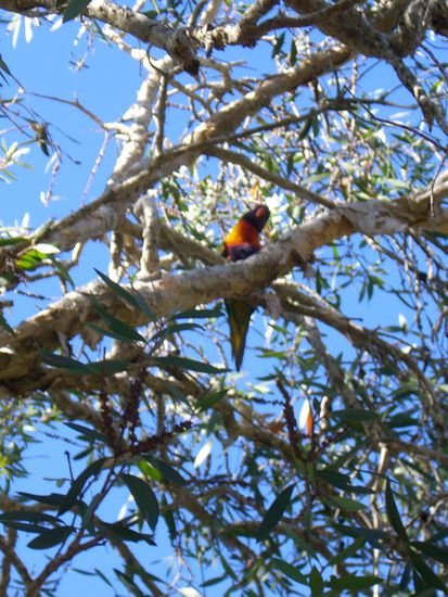 So ihr Lieben das war nun ein kleiner Zwischenbericht.. Was ich die letzten Tage so erlebt habe.. Morgen geht es fuer uns nach Fraser Island.. Also auf bald..