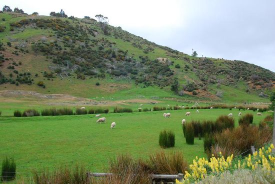 einige von 55 Mio. Schafen