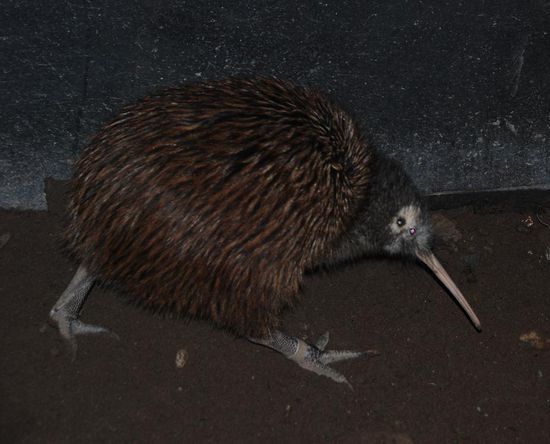 Kiwi