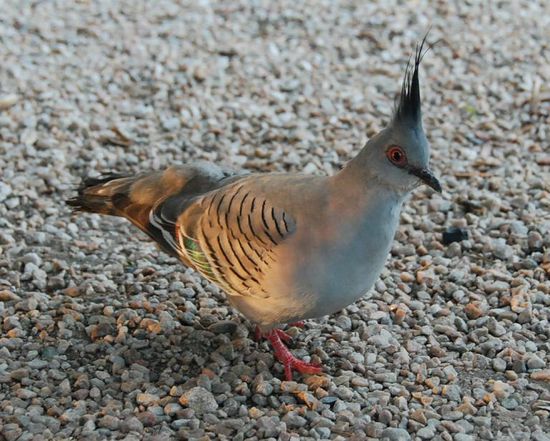 Punky.... ist der nicht lustig?