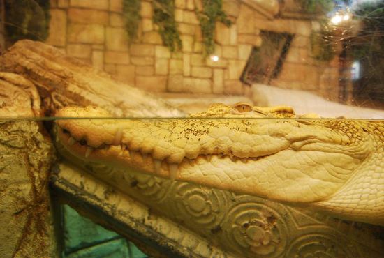 Shark Reef im Mandalay Bay