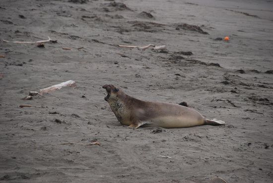 Unterwegs noch Seelöwen angetroffen