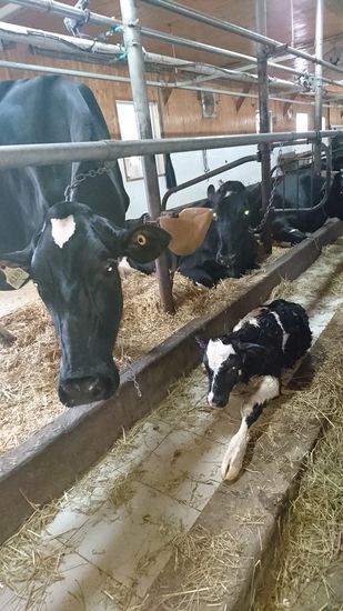 Ferme Jacobs, soeben geschlüpft