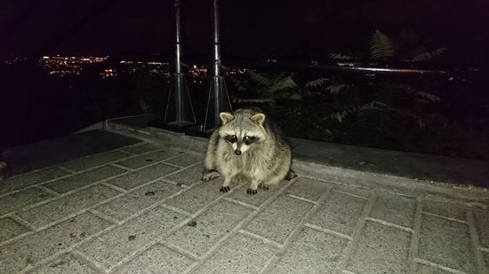 Waschbär auf dem Mont Royal