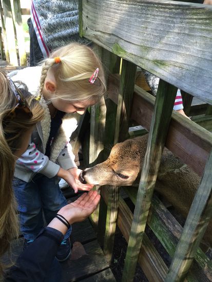 "Bay Beach Sancturary"  füttern der Rehe