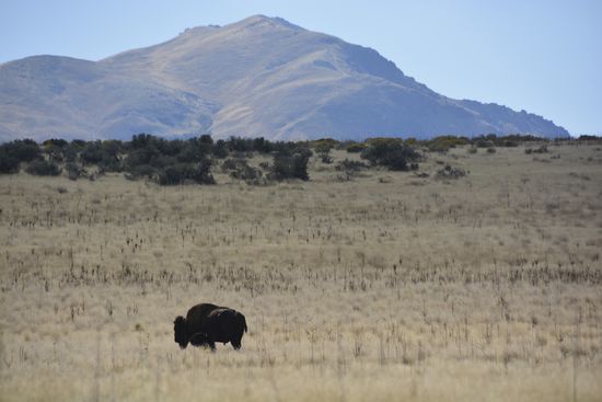 Antelope  Island State Park