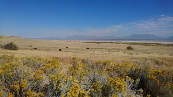 Antelope  Island State Park