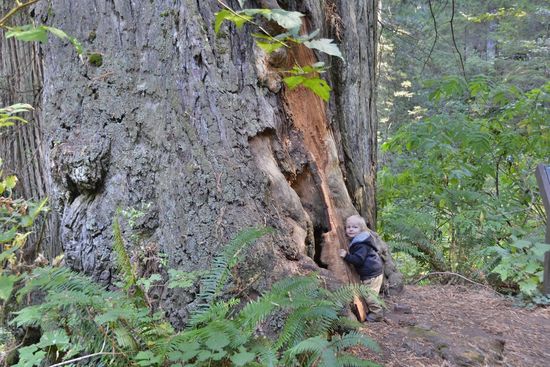 Prairie Creek Redwoods State Park den Abstecher auf den Newton B. Drury Parkway